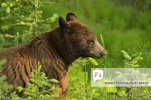 Schwarzbär  Ursus americanus  Pflanze  amerikanisch  Jasper Nationalpark  Alberta  Kanada  Zimt  füttern  Straßenrand