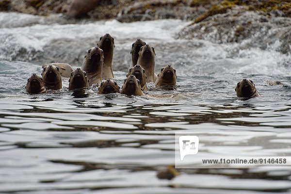 Felsbrocken Insel Königin heulen - Tierlaut British Columbia Kanada Haida