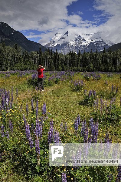 Tourists photographing lupines and aspens in the Mountain View meadows with clearing skies over Mt. Robson   Mt. Robson Provincial Park  British Columbia  Canada