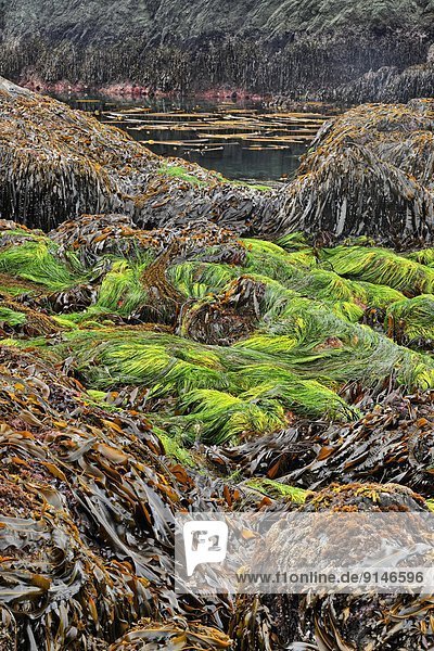 niedrig  Lifestyle  Gezeiten  Insel  Freisteller  Königin  British Columbia  Kanada  Seegras  Haida