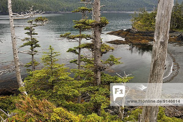 Insel  Königin  Fichte  British Columbia  Kanada  Haida