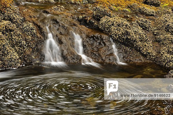 Bett Insel Wasserfall Lachs Königin ausleeren Bucht British Columbia Kanada Haida