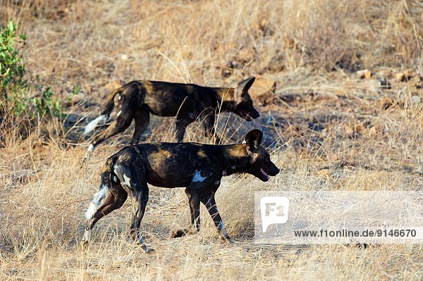 Ostafrika Hund Jagd ungestüm Kenia