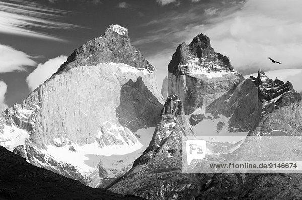 Torres del Paine Nationalpark , Anden , Erwachsener , Chile