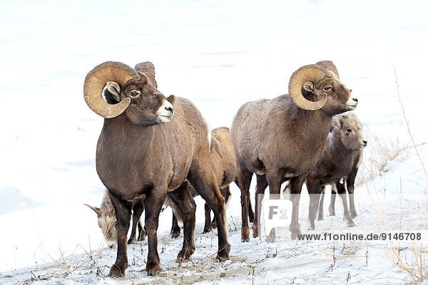 Herde  Herdentier  Schaf  Ovis aries  überwintern  Jasper Nationalpark  Dickhornschaf  Ovis canadensis  Alberta  Kanada