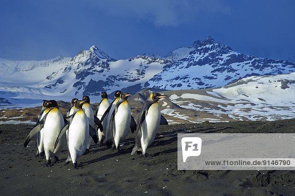 Kaiserpinguin  Aptenodytes forsteri  Meer  Rückkehr  König - Monarchie  Antarktis  Futter suchen  Nahrungssuche