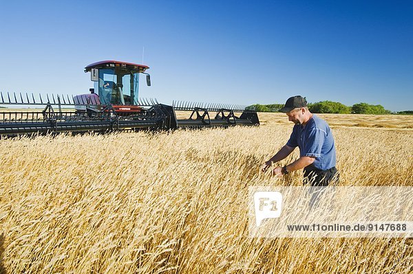 a farmer checks mature wheat before swathing  near Dugald  Manitoba  Canada