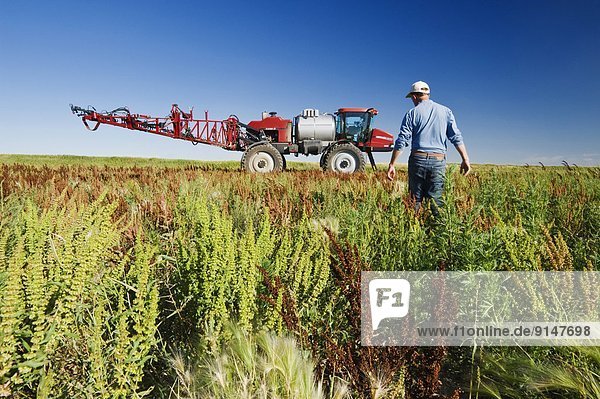 a man scouts weeds in field next to a high clearance sprayer  near Moreland  Saskatchewan  Canada
