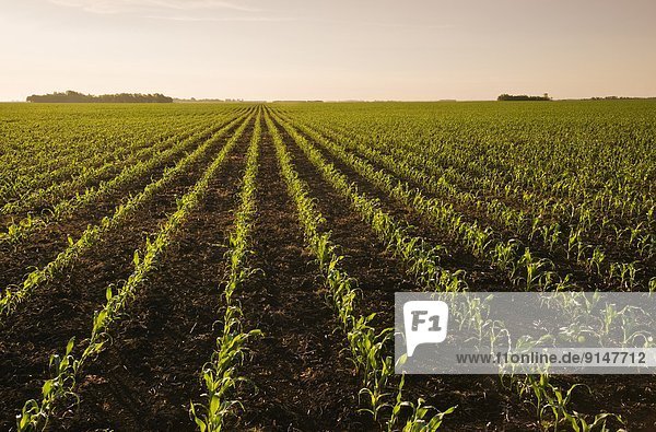 Mais Zuckermais Kukuruz Getreide Horizont strecken Wachstum Feld früh füttern Kanada Manitoba