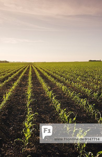 Mais Zuckermais Kukuruz Getreide Horizont strecken Wachstum Feld früh füttern Kanada Manitoba
