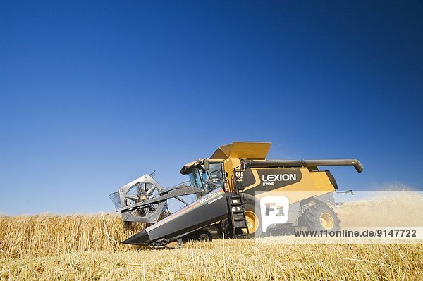 barley harvest  near Dugald  Manitoba  Canada