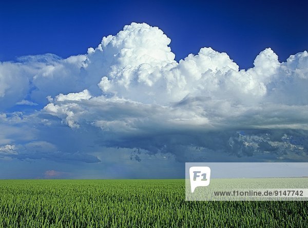 wheat field with a cumulonimbus cloud mass in the background near St. Pierre Joly  Manitoba  Canada