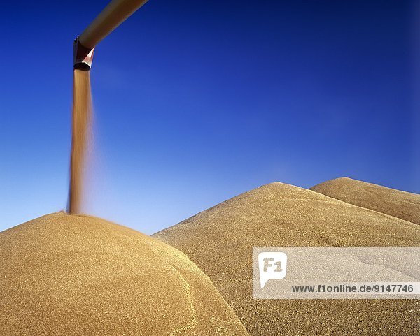 an auger stockpiles spring wheat during the harvest  near Lorette  Manitoba  Canada
