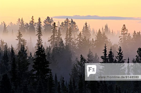 A morning sunrise backlighting the mist amongst the tall conifer trees along highway 16 near Edson in rural Alberta Canada.