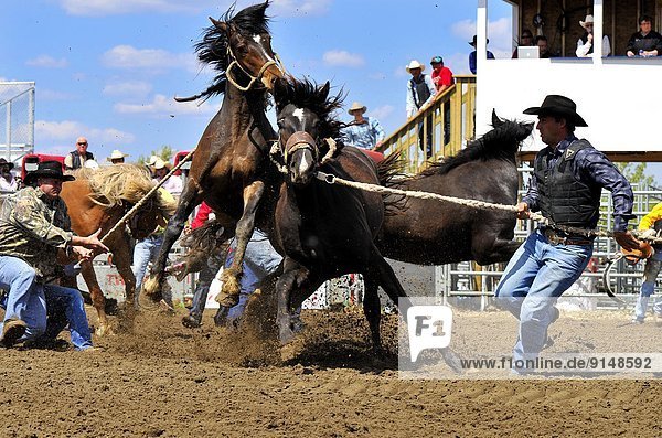 Teamwork  Wettbewerb  Versuch  ungestüm  Reitsattel  Sattel  Cowboy  reiten - Pferd  Alberta  Kanada  mitfahren  Rodeo