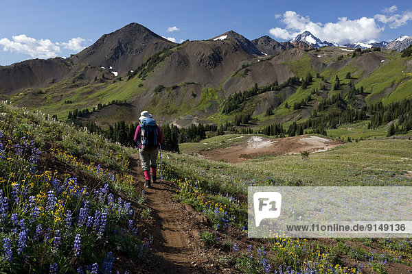 Hiker and wildflowers in the Southern Chilcotins  British Columbia  Canada