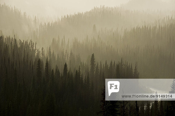 Rain and fog in Tweedsmuir Provincial Park  British Columbia