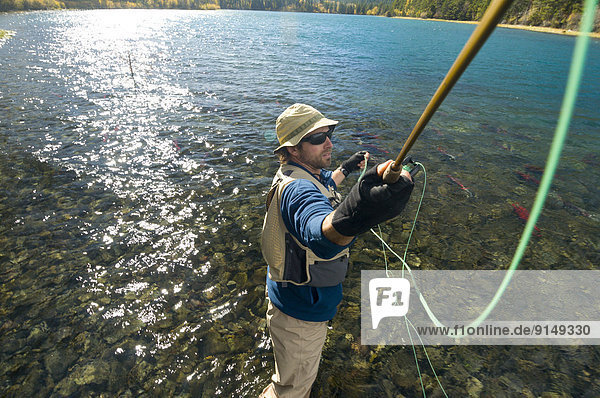 Fluss  angeln  schwimmen  nähern  Forelle  Rotlachs  Oncorhynchus nerka  British Columbia  Laich