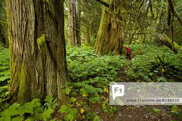 A young woman hiking in Snootli Creek Regional Park  Bella Coola  British Columbia