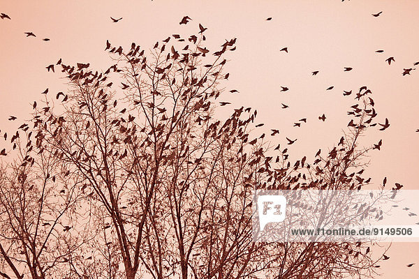 Abend  früh  Böhmen  Vogelschwarm  Vogelschar  Saskatchewan  Seidenschwanz  Bombycilla garrulus