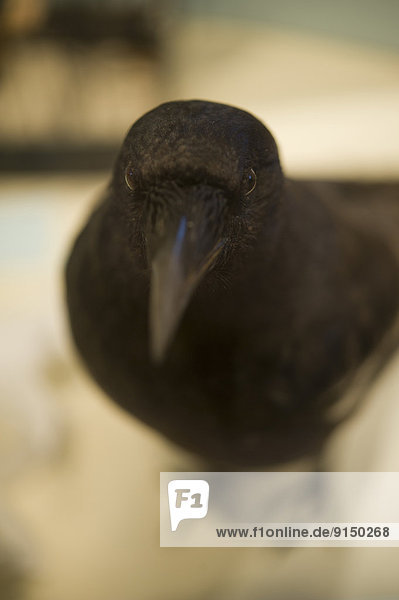zeigen Kolkrabe Corvus corax belegt Zoo Zoologischer Garten Zoologische Gärten