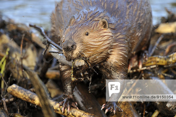 A close up image of an adult beaver 'Castor canadenis' using his teeth to place a wooden stick on his dam
