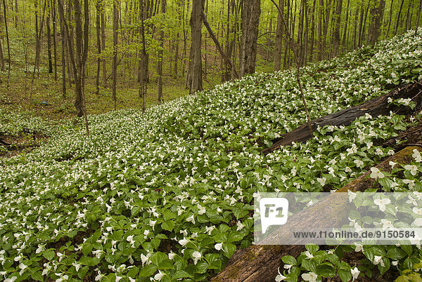 Carpet of Trillium Flowers( Trillium grandiflorum) Oro-Medonte  Simcoe County  Ontario  Canada