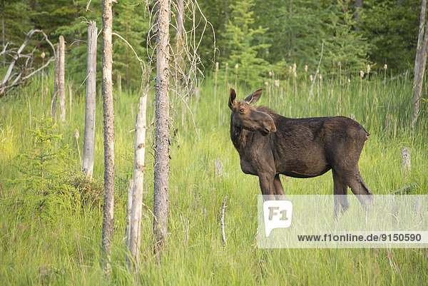 Cow Moose( Alces alces )   Algonquin provincial Park  Ontario  Canada