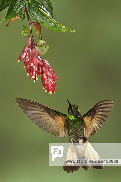 fliegen  fliegt  fliegend  Flug  Flüge  Blume  Schwanz  Tierschwanz  nackt  Ecuador  füttern  Südamerika