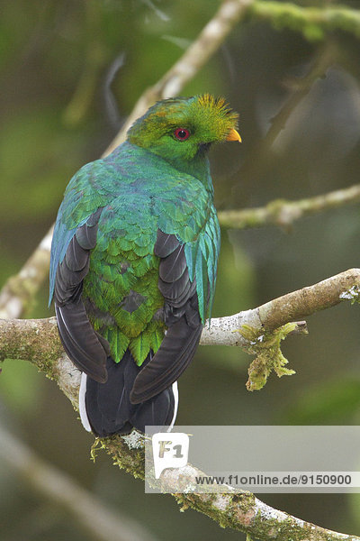 Ast  hocken - Tier  Quetzal  Pharomachrus mocinno  Ecuador  Südamerika