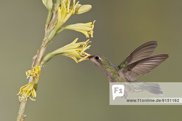 Vereinigte Staaten von Amerika  USA  fliegen  fliegt  fliegend  Flug  Flüge  Blume  Rechnung  füttern  Kolibri