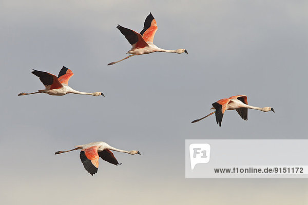 fliegen  fliegt  fliegend  Flug  Flüge  Chillipulver  Chilli  Regenpfeiferartige  Watvogel  Charadriiformes  Bolivien  Flamingo  Südamerika