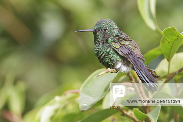 Ast  hocken - Tier  Mittelamerika  Stahl  Kolibri