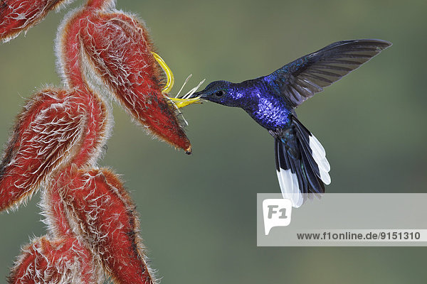 Veilchen  viola  fliegen  fliegt  fliegend  Flug  Flüge  Wolke  Blume  Wald  Mittelamerika  füttern