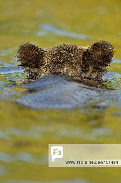 Grizzlybär ursus horibilis Grizzly Fluss schwimmen Bär Kanada junges Raubtier junge Raubtiere Jahr