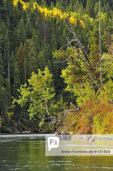Grizzly bear (Ursus arctos)- Family foraging along a riverbank during the autumn sockeye salmon spawning season  Chilcotin Wilderness  BC Interior  Canada