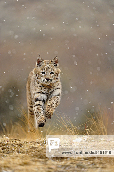 Vereinigte Staaten von Amerika  USA  Berg  Individualität  spät  Herbst  jung  Lebensraum  Rotluchs  Lynx rufus  Gefangenschaft  Luchs  lynx lynx