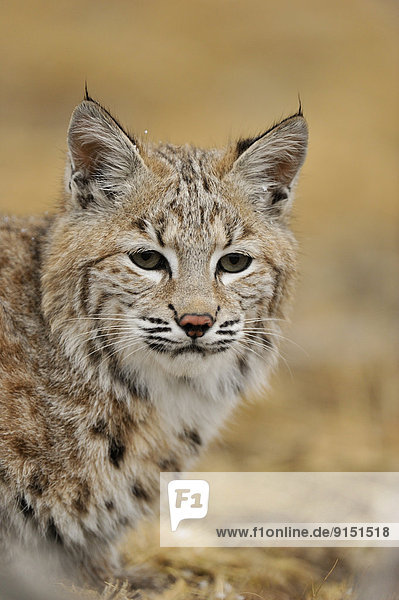 Bobcat (Lynx rufus) Captive individual in late autumn mountain habitat  Bozeman  Montana  USA