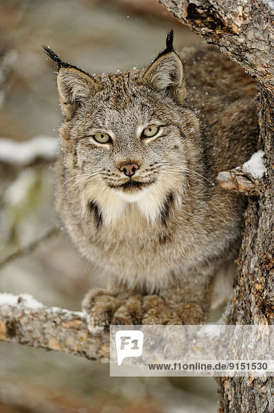 Canadian Lynx (Lynx canadensis) Captive  Bozeman  Montana  USA