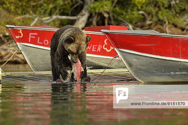 Grizzlybär  ursus horibilis  Grizzly  Forschung  Boot  Fluss  Dock  Lachs  Bär  Kanada