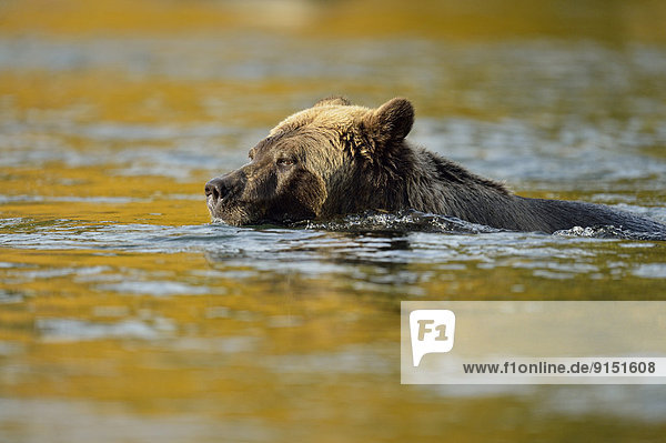 Grizzlybär ursus horibilis Grizzly Fluss Jagd Lachs Rotlachs Oncorhynchus nerka Bär Kanada