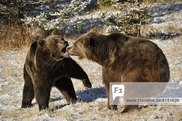 Vereinigte Staaten von Amerika  USA  Grizzlybär  ursus horibilis  Grizzly  Berg  spät  Herbst  Ringen  Lebensraum  Bär  Gefangenschaft  Geschwister