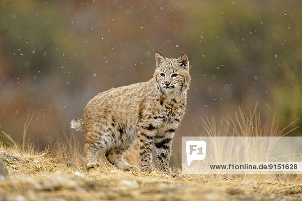 Bobcat (Lynx rufus) Captive young individual in late autumn mountain habitat  Bozeman  Montana  USA