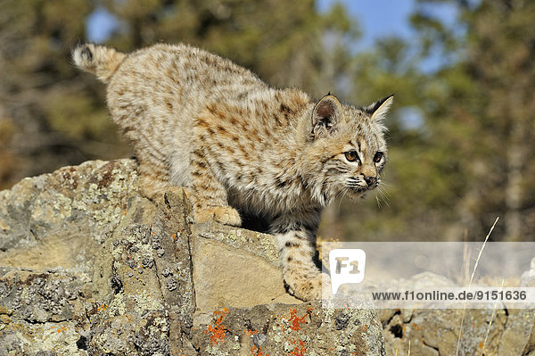 Bobcat (Lynx rufus) Captive kitten in late autumn mountain habitat  Bozeman  Montana  USA