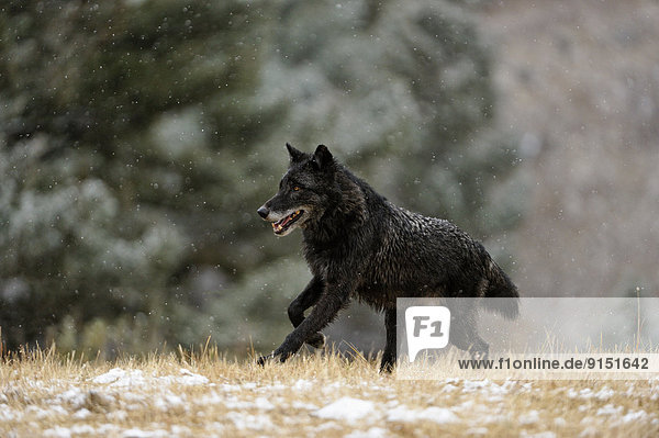 Vereinigte Staaten von Amerika USA Grauwolf Canis lupus pambasileus Berg spät rennen Herbst Lebensraum Gefangenschaft