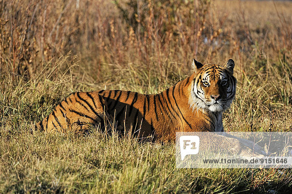 Vereinigte Staaten von Amerika  USA  nahe  Raubkatze  Tiger  Panthera tigris  Lebensraum  Gefangenschaft