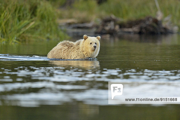 Grizzlybär  ursus horibilis  Grizzly  weiß  Fluss  Lachs  Bär  Kanada  junges Raubtier  junge Raubtiere  Jahreszeit  Laich  Jahr