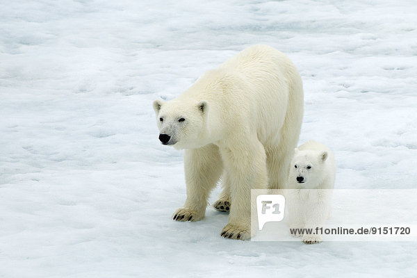 Eisbär  Ursus maritimus  Jungtier  Svalbard  Mutter - Mensch