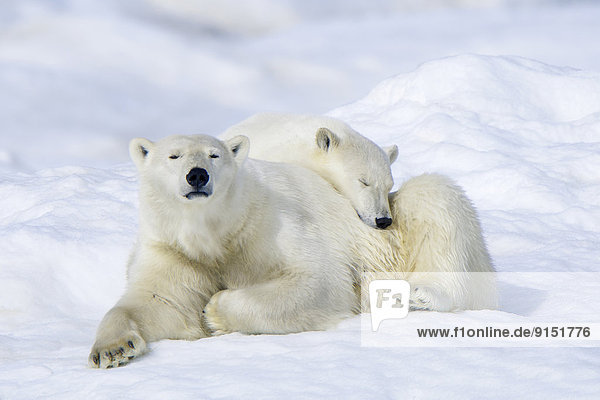 Eisbär  Ursus maritimus  Mutter - Mensch  junges Raubtier  junge Raubtiere