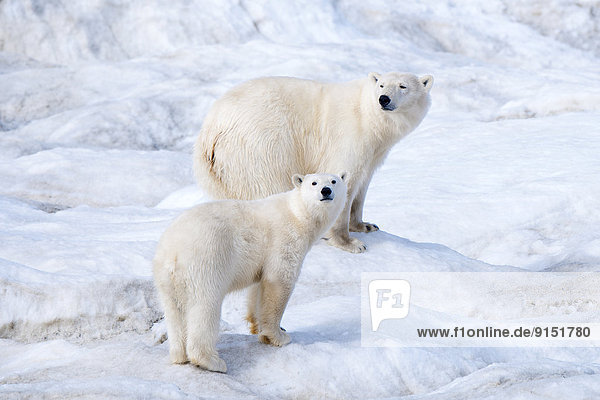 Eisbär,  Ursus maritimus , Mutter - Mensch , junges Raubtier,  junge Raubtiere